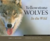 Yellowstone_wolves_in_the_wild
