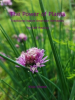 The_Power_of_Plants__Traditional_Native_American_Herbal_Remedies_for_Self_Healing