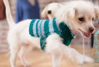 Knit_a_Custom-Fit_Dog_Sweater